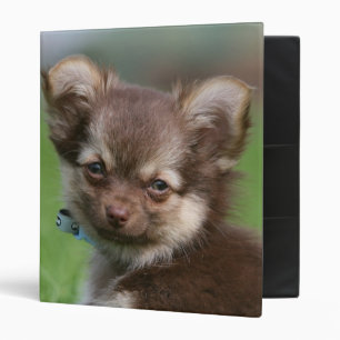 Classeur Chiot à cheveux longs de chiwawa regardant