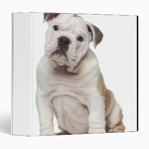 Classeur Chiot anglais de bouledogue (2 mois)