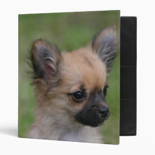 Classeur Chiot aux cheveux longs de chiwawa regardant