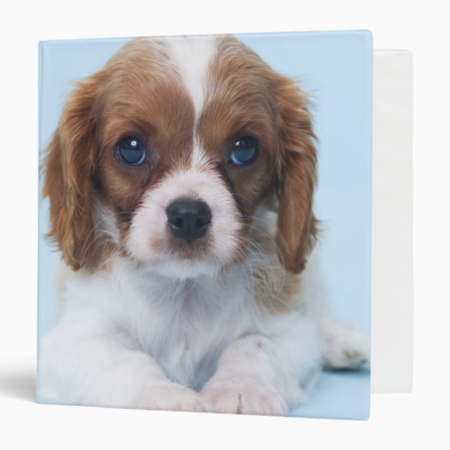 Classeur Chiot cavalier d'épagneul du Roi Charles (Devant/Intérieur)