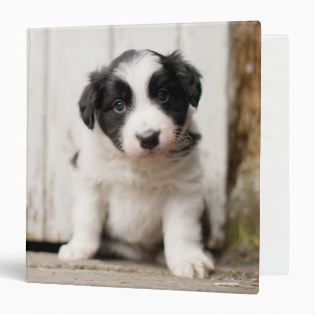Classeur Chiot de border collie (Devant/Intérieur)