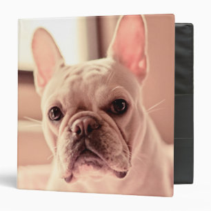 Classeur Chiot de bouledogue français