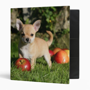 Classeur Chiot de chiwawa avec des pommes