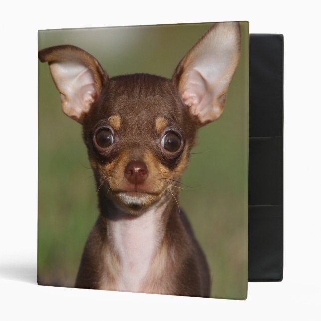 Classeur Chiot de chiwawa regardant l'appareil-photo (Devant/intérieur)