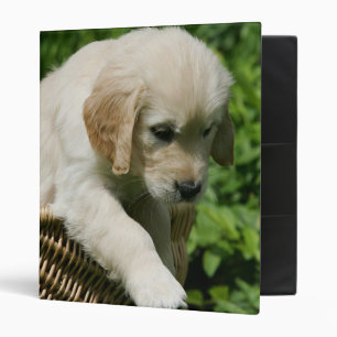 Classeur Chiot de golden retriever dans le panier