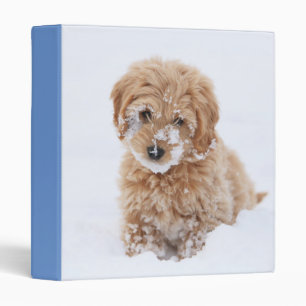 Classeur Chiot De Goldendoodle Avec La Neige À La Face