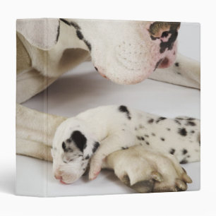Classeur Chiot de great dane de harlequin dormant sur la