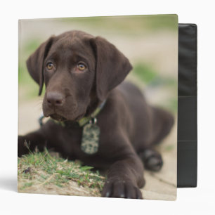 Classeur Chiot de laboratoire de chocolat