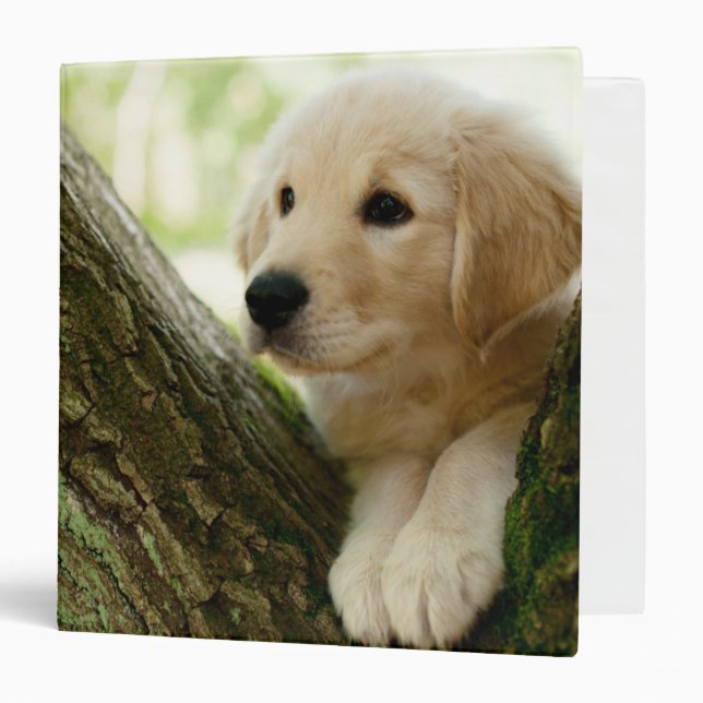 Classeur Chiot de Labrador se reposant dans un arrangement (Devant/Intérieur)