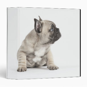Classeur Chiot de Pedigree