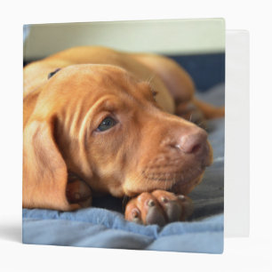 Classeur Chiot de Vizsla se reposant sur sa patte
