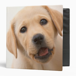 Classeur Chiot d'or de Labrador