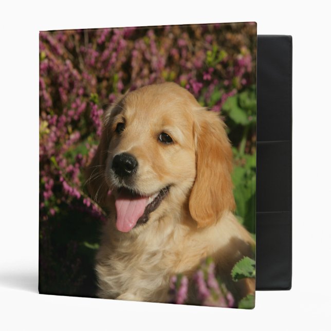 Classeur Chiot d'or de Retreiver (Devant/intérieur)