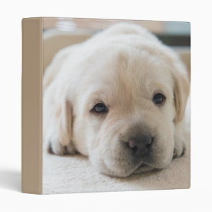 Classeur Chiot doré du Labrador