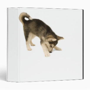 Classeur Chiot enroué 2