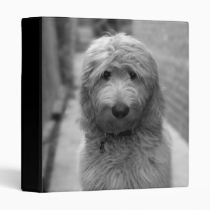 Classeur Chiot Goldendoodle en Jardin