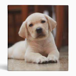 Classeur Chiot jaune de Labrador de bébé s'étendant sur