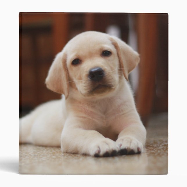 Classeur Chiot jaune de Labrador de bébé s'étendant sur le (Devant)