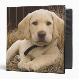 Classeur chiot Labrador Retriever