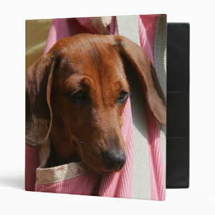 Classeur chiot miniature Lisse-haired de teckel