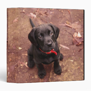 Classeur Chiot noir de laboratoire