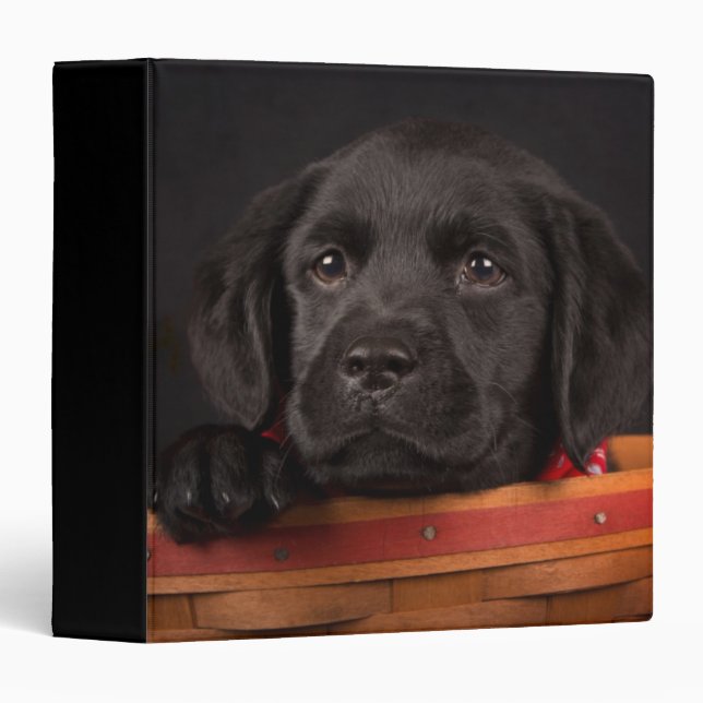 Classeur Chiot noir de labrador retriever dans un panier (Devant/Côté)