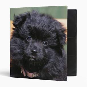 Classeur Chiot noir de Pomeranian