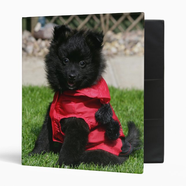 Classeur Chiot noir de Pomeranian regardant (Devant/intérieur)