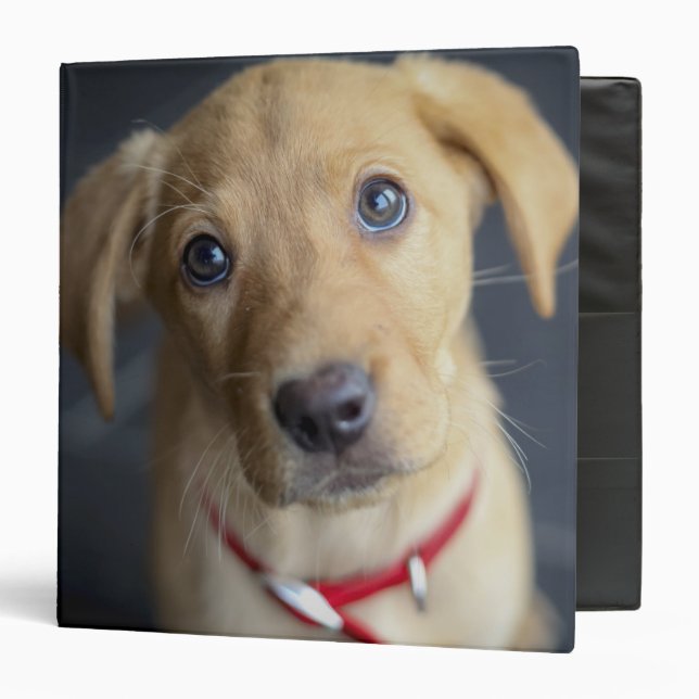 Classeur Chiot rouge de Fox Labrador (Devant/Intérieur)