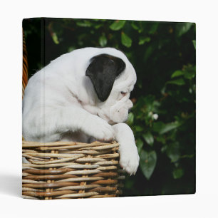 Classeur Chiots de boxeur dans le panier