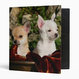 Classeur Chiots de chiwawa