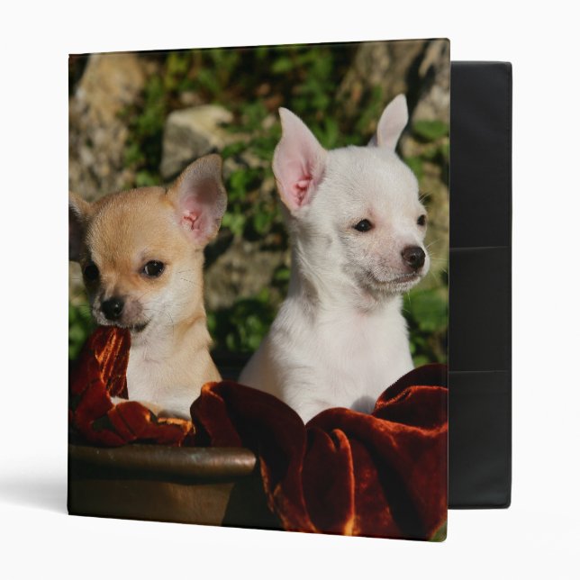 Classeur Chiots de chiwawa (Devant/intérieur)