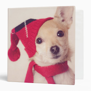 Classeur Chiwawa dans le casquette d'hiver