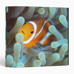 Classeur Clown Anemonefish