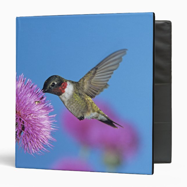 Classeur Colibri à gorge rubis (Devant/Intérieur)