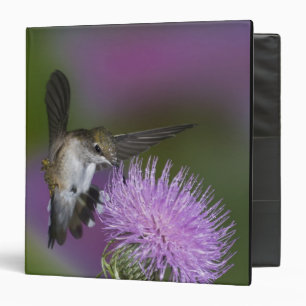 Classeur Colibri à gorge rubis en vol au chardon