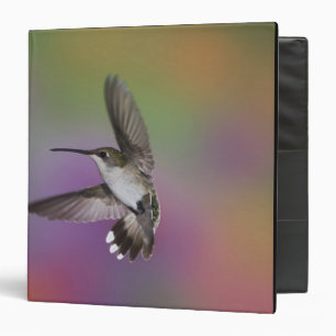 Classeur Colibri à gorge rubis femelle en vol