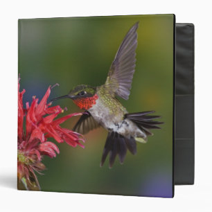 Classeur Colibri à gorge rubis mâle