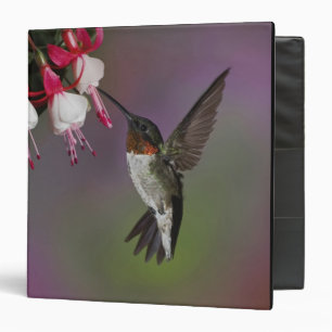 Classeur Colibri à gorge rubis mâle, Archilochus