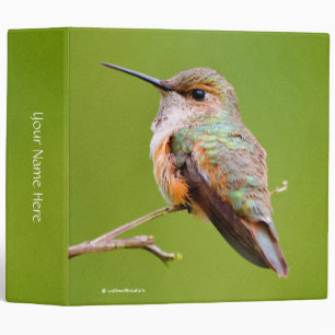 Classeur Colibri roux sur la succursale de California Lilac
