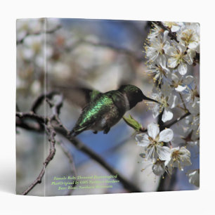 Classeur Colibri Throated rouge femelle