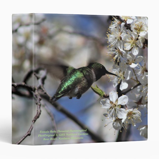 Classeur Colibri Throated rouge femelle (Devant/Côté)