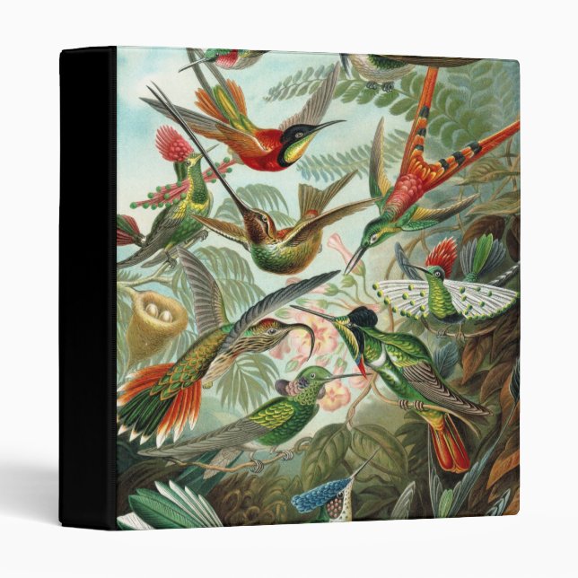 Classeur Colibri (Trochilidae) par Haeckel (Devant/Côté)