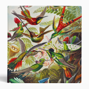 Classeur Colibri vintage par Ernst Haeckel