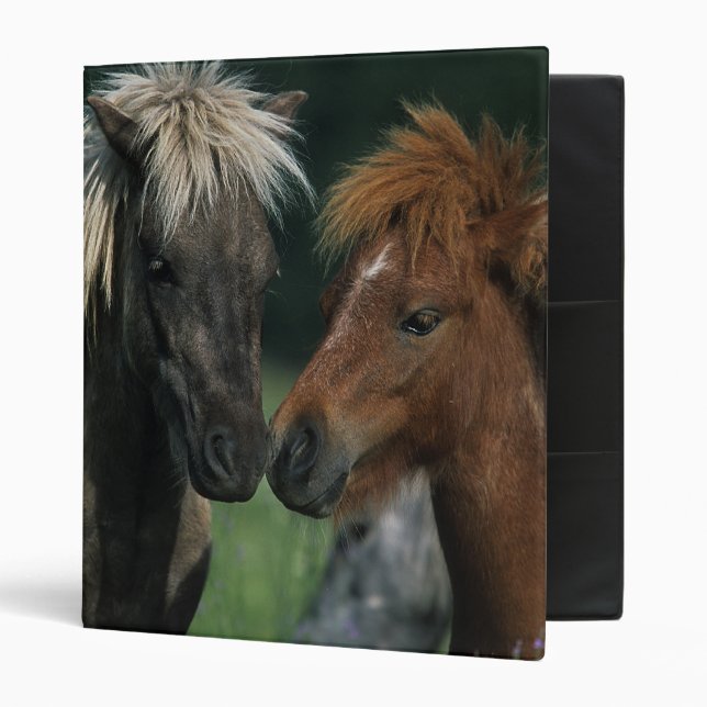 Classeur Contact miniature de chevaux (Devant/intérieur)