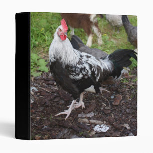 Classeur Coq de Dorking de gris argenté