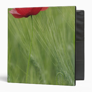 Classeur Coquelicot rouge parmi les cultures de blé, Toscan