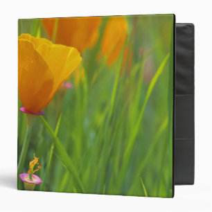 Classeur coquelicots dorés de Californie dans un champ vert