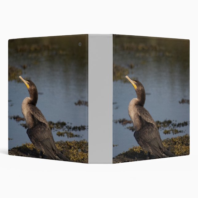 Classeur Cormorant à double poitrine (Arrière-plan)
