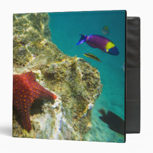 Classeur Cortez Rainbow Wrasse mâle et femelle et mer